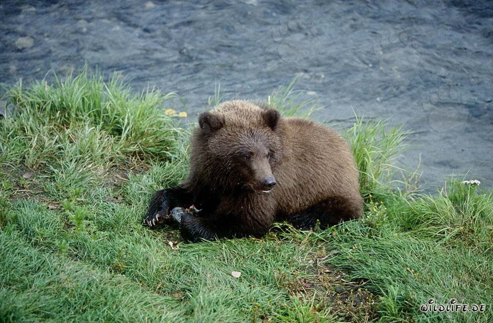 Giovane orso gusta di una deliziosa merenda di salmone al fiume Brooks