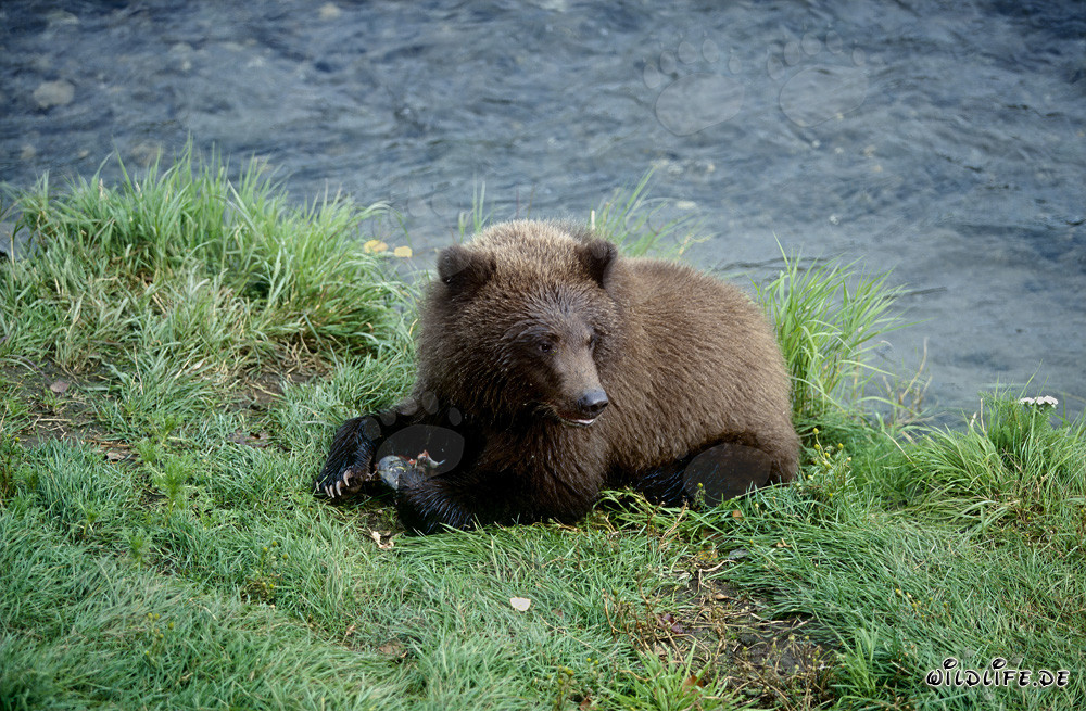 Jeune ours profite d'une délicieuse collation de saumon à Brooks River