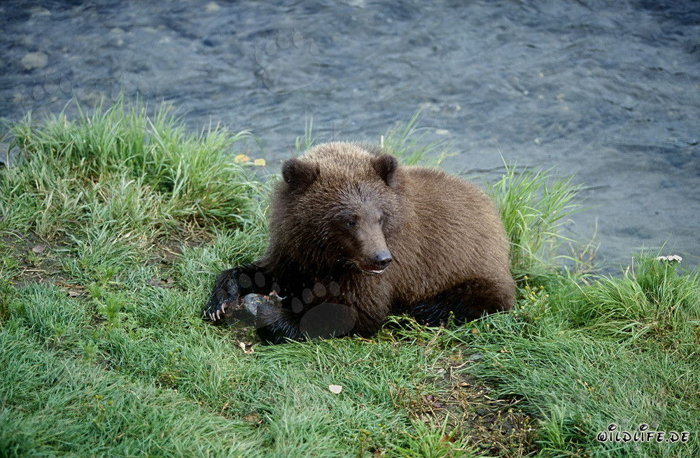 Oso joven disfruta de un delicioso aperitivo de salmón en el río Brooks