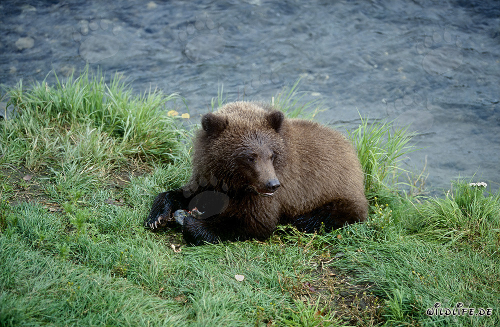 Young brown bear enjoying a delicious salmon snack at Brooks River