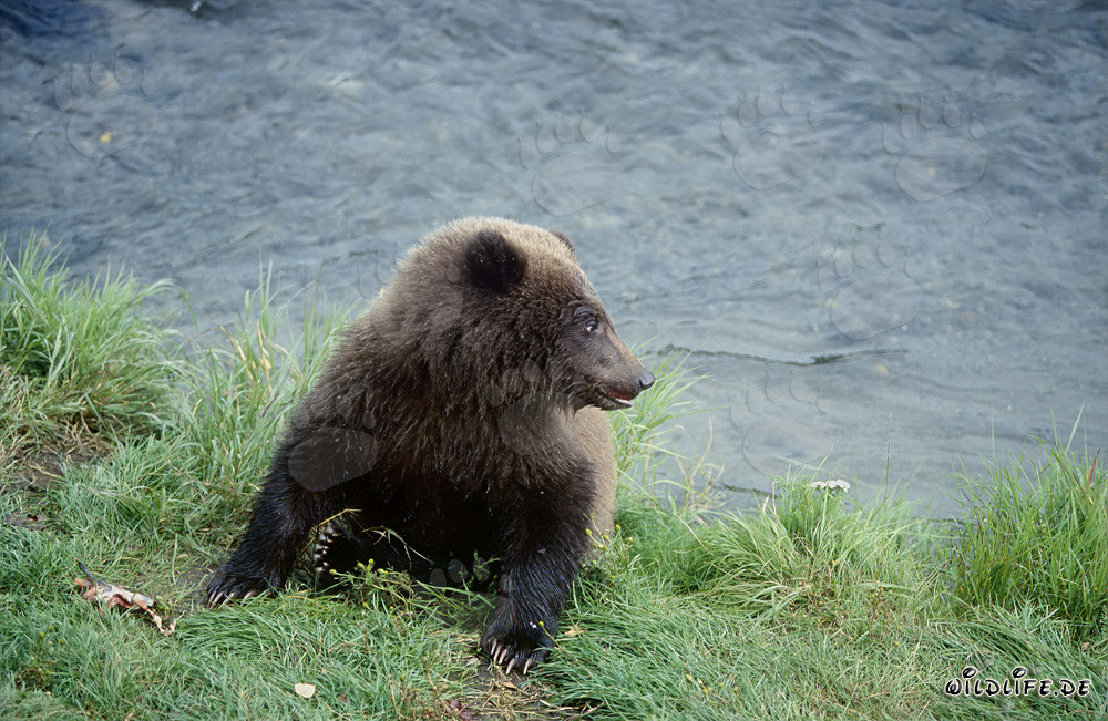Giovane orso bruno attende pazientemente presso il fiume Brooks