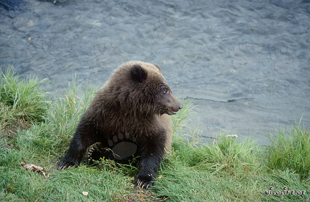Jeune ours brun attend patiemment au bord de la rivière Brooks
