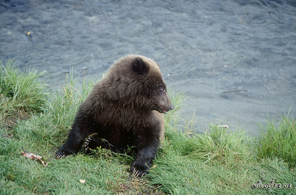 Giovane orso bruno a Brooks River - Fauna affascinante in Alaska