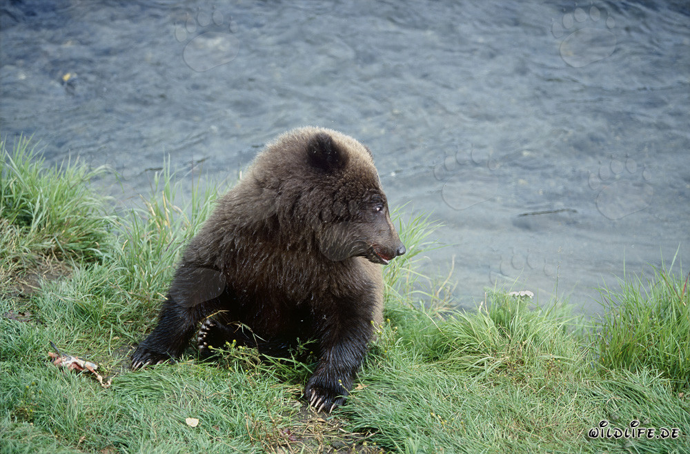 Joven oso pardo en Brooks River - Fauna fascinante en Alaska