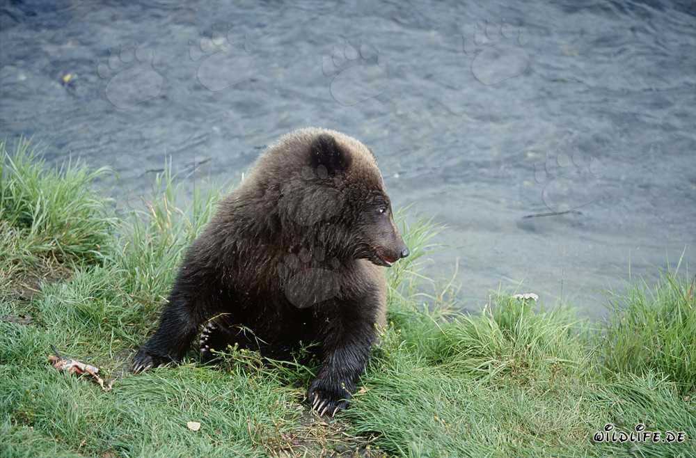 Young Brown Bear at Brooks River - Captivating Wildlife in Alaska