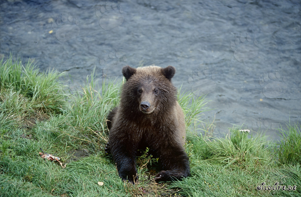 Giovane orso bruno gioca nel pittoresco fiume Brooks in Alaska