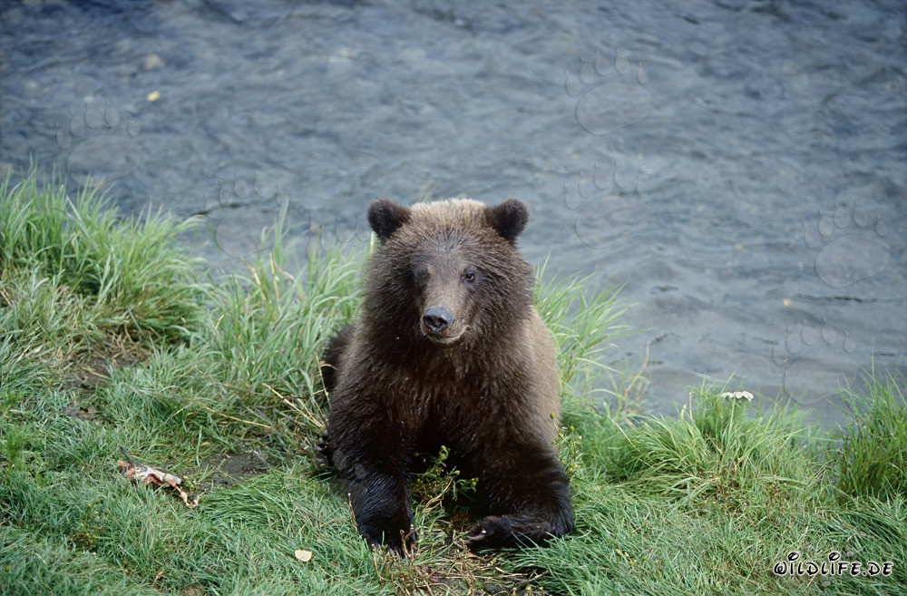 Jungbär spielt am malerischen Brooks River in Alaska