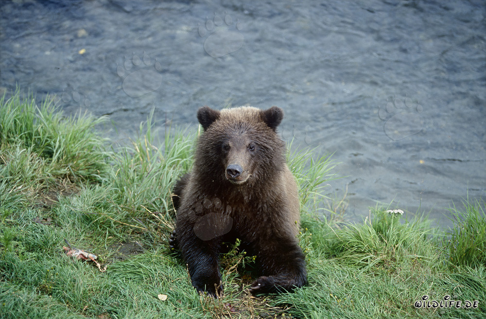 Oso pardo joven juega en el pintoresco río Brooks en Alaska