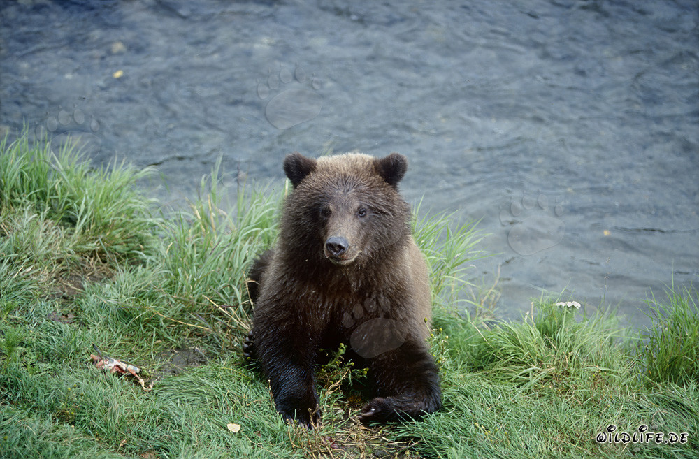 Young bear playing at the picturesque Brooks River in Alaska