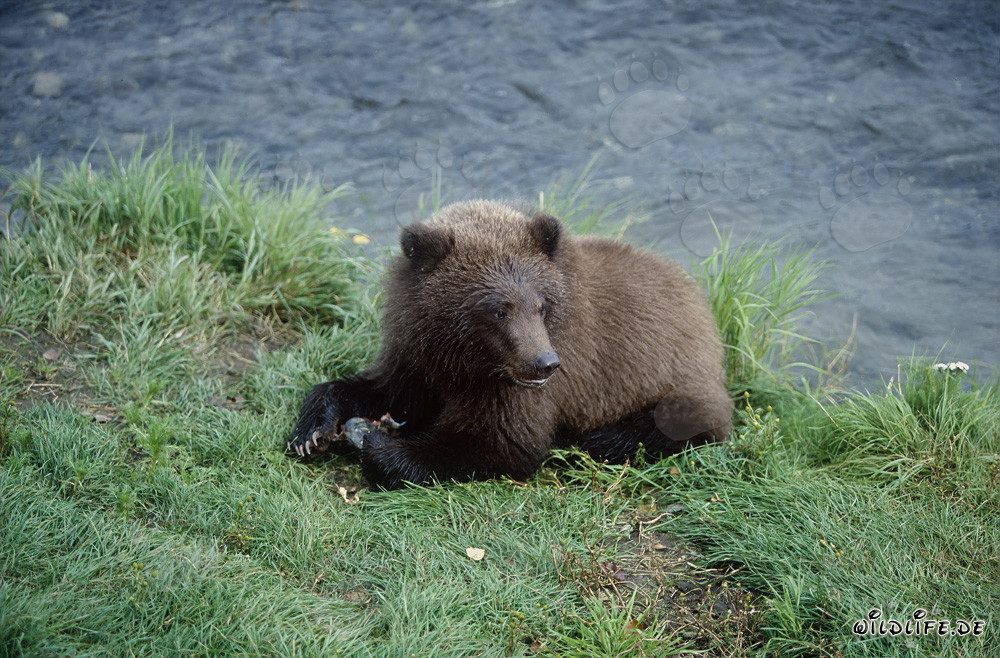 Affascinante giovane orso bruno al Brooks River in Alaska