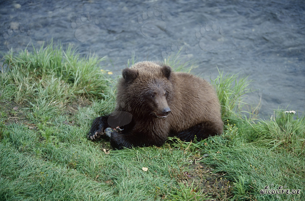 Fascinante joven oso pardo en el río Brooks en Alaska