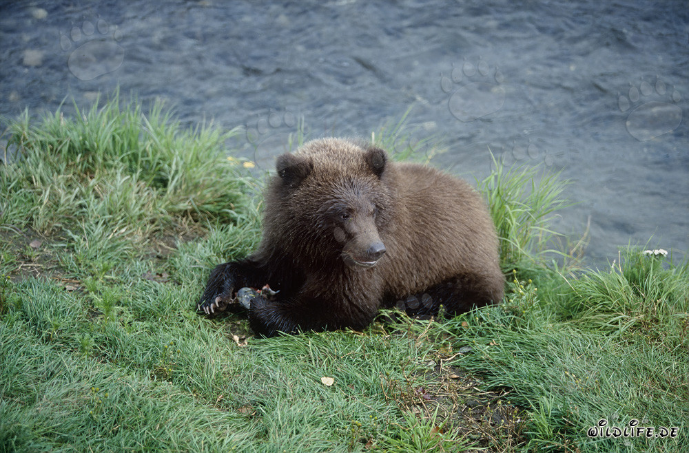 Fascinating Young Brown Bear at Brooks River in Alaska