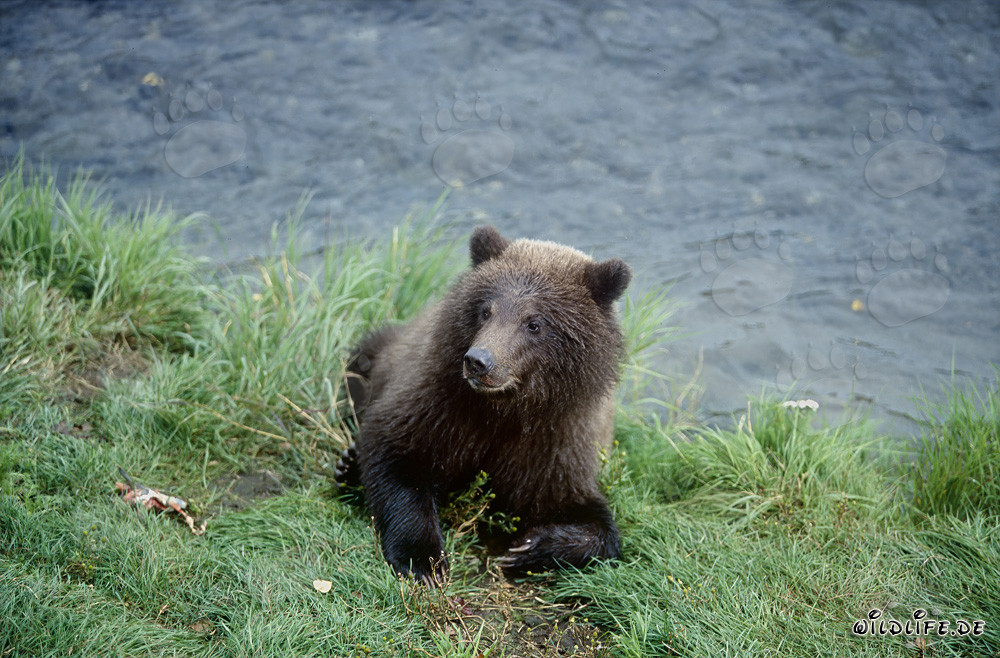 Jungbär spielt am idyllischen Brooks River in Alaska