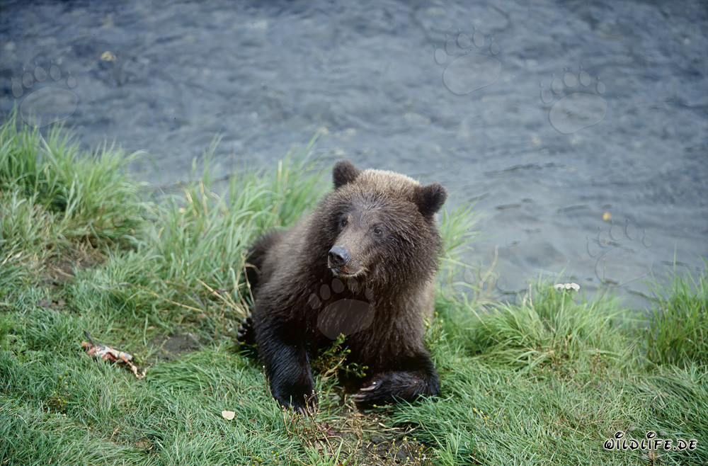 Oso joven jugando en el pintoresco río Brooks en Alaska