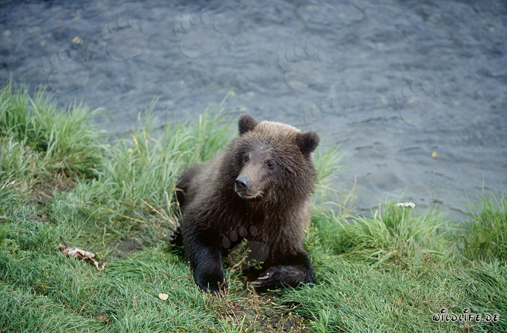 Ourson joueur au pittoresque fleuve Brooks en Alaska