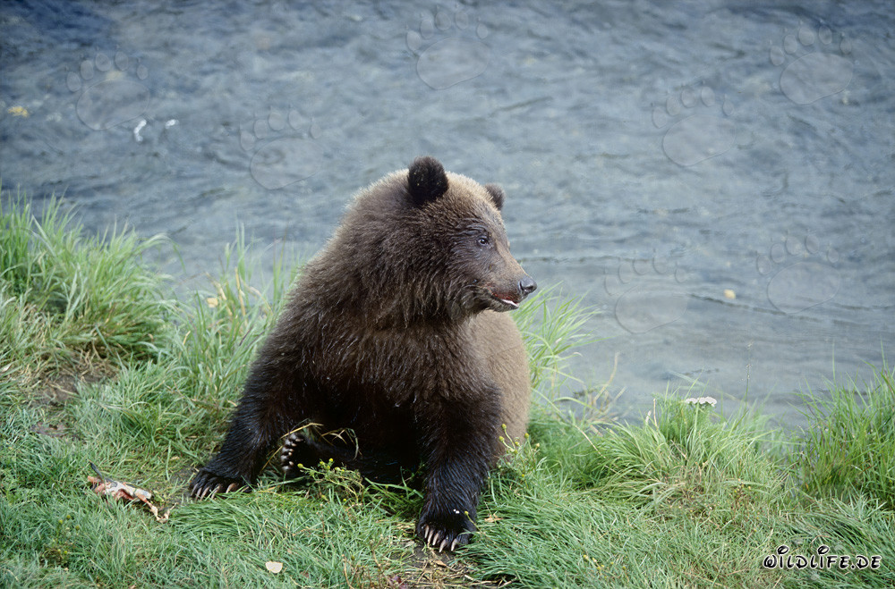 Majestätischer Braunbär schwimmend im Brooks River
