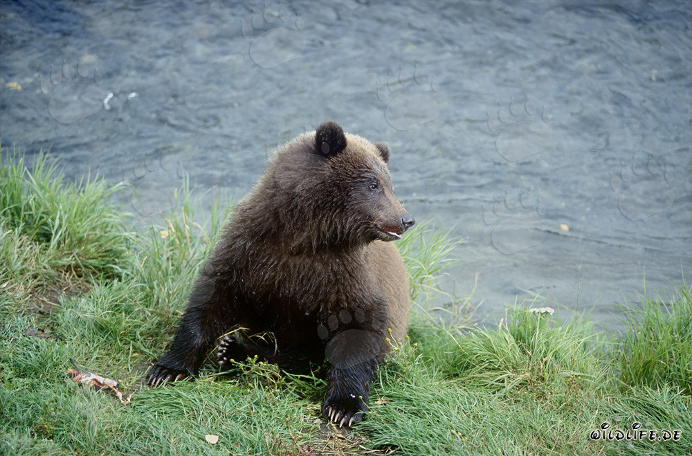 Majestic Brown Bear Swimming in Brooks River