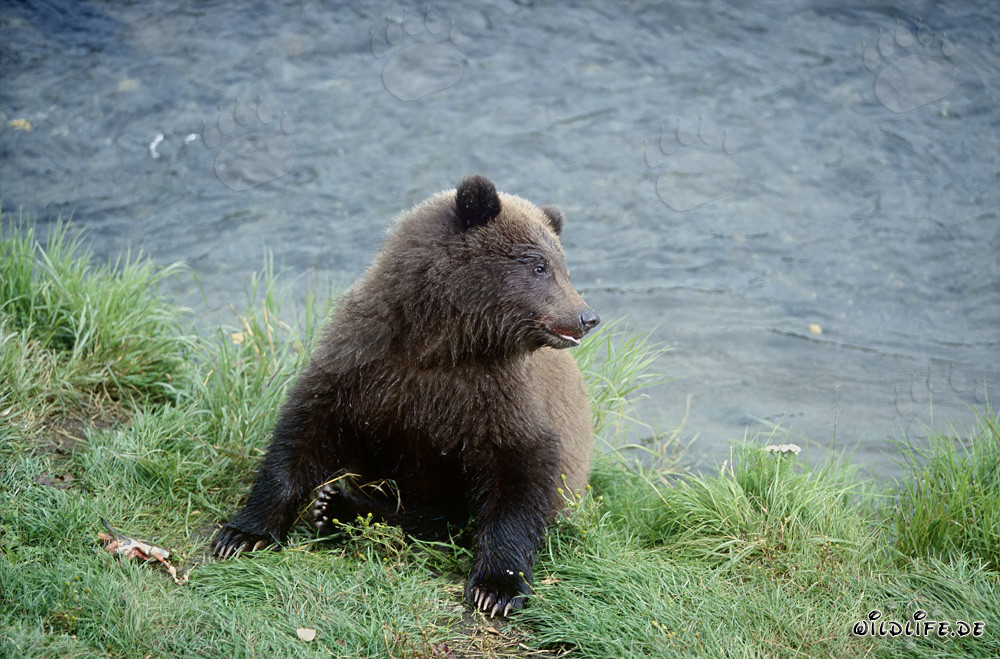 Oso pardo majestuoso nadando en el río Brooks