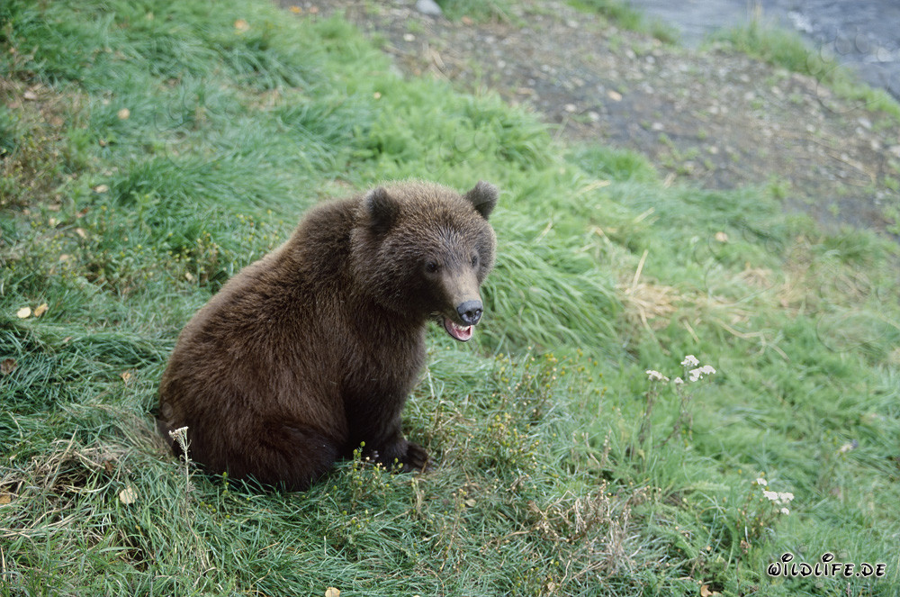 Giovane orso bruno in attesa sulla riva del fiume Brooks, Alaska, USA