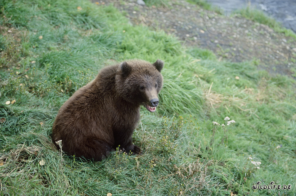 Jeune ours brun attendant sur la rive de la rivière Brooks, Alaska, USA