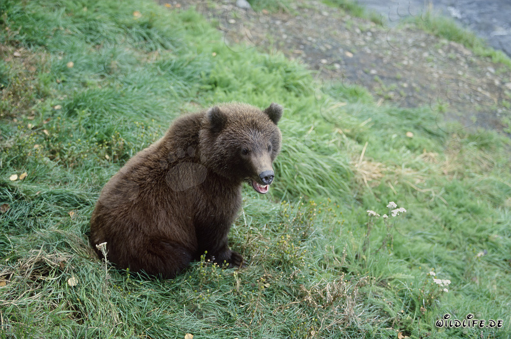 Junger Braunbär am Brooks Riverufer warten, Alaska, USA