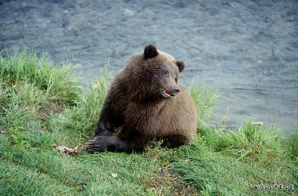 Giovane orso bruno osserva i salmoni al fiume Brooks in Alaska