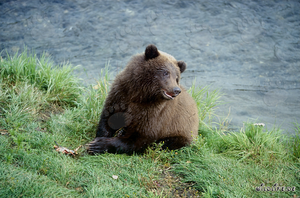Jeune ours brun observant les saumons à la rivière Brooks en Alaska