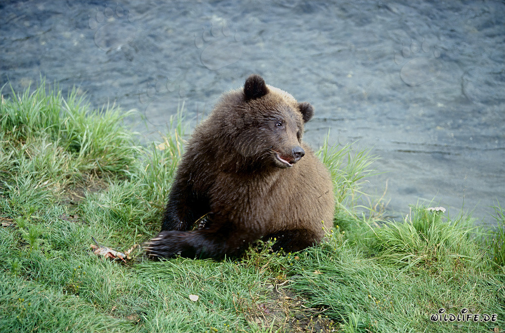 Joven oso pardo observando salmones en el río Brooks en Alaska