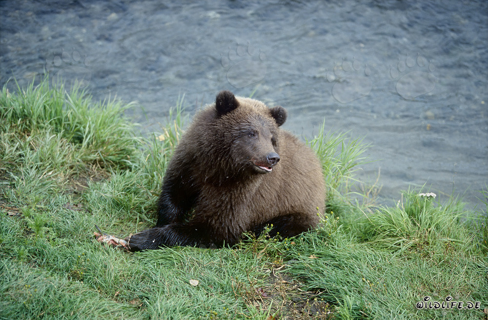 Giovane orso bruno giocoso sul pittoresco Brooks River in Alaska