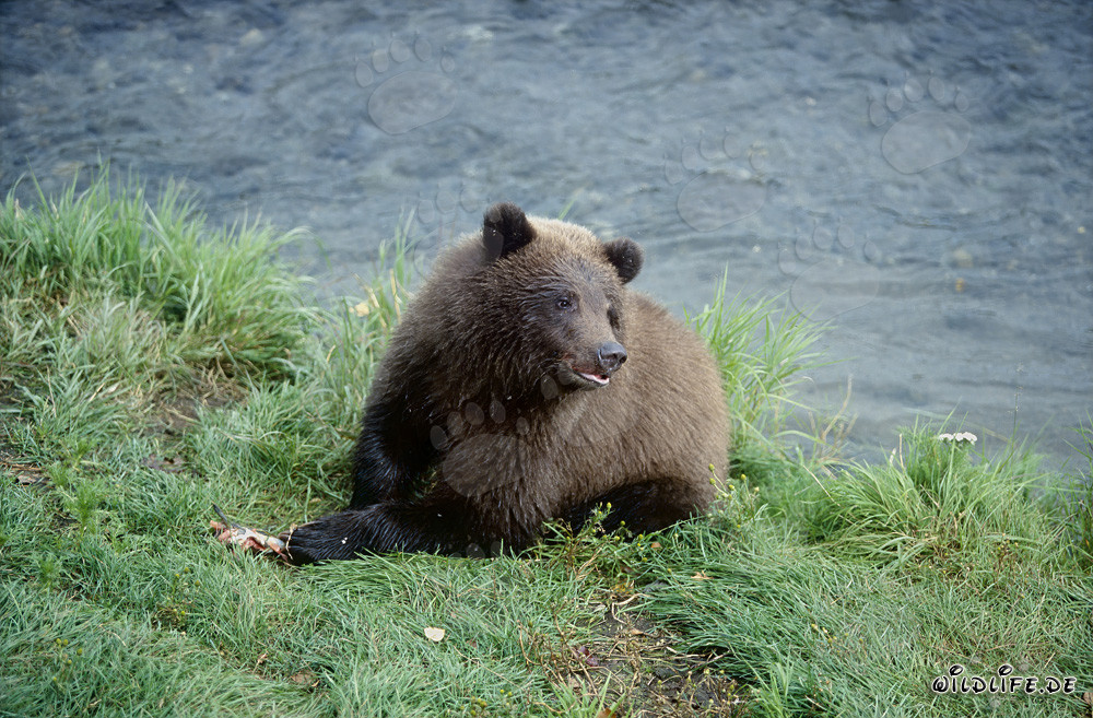 Jeune ours brun joueur au paisible Brooks River en Alaska