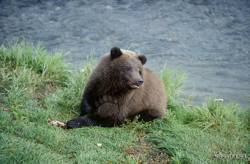 Joven oso pardo juguetón en el idílico río Brooks en Alaska
