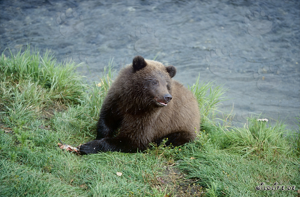 Playful young brown bear at the picturesque Brooks River in Alaska