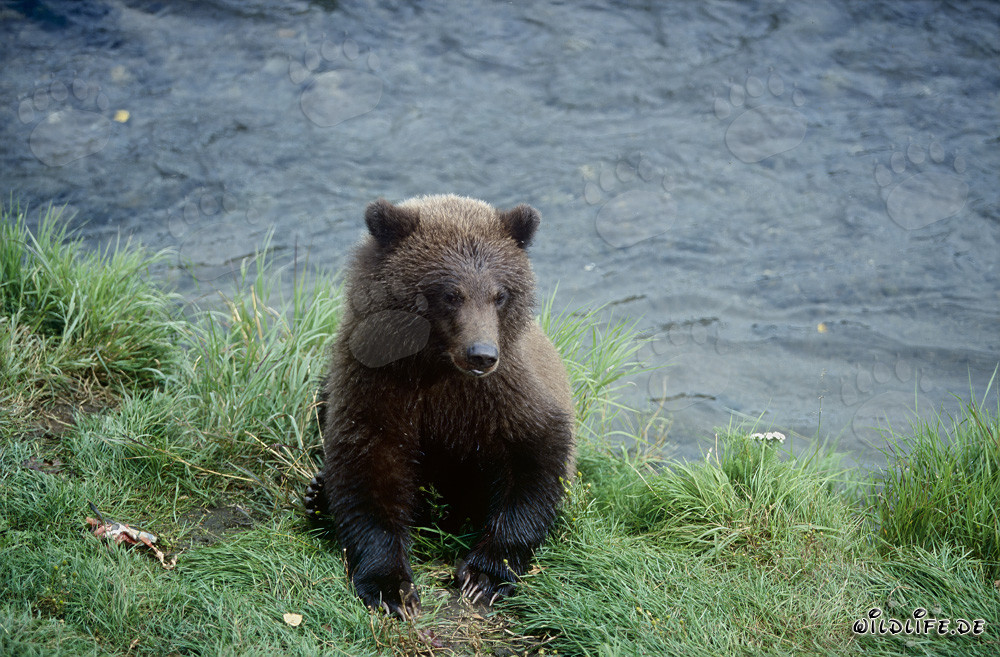 Giovane orso gioca sul pittoresco Brooks River in Alaska