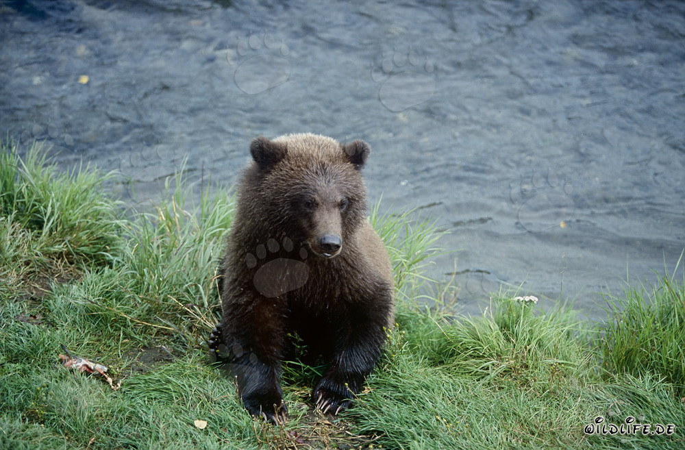 Jeune ours joue au pittoresque Brooks River en Alaska
