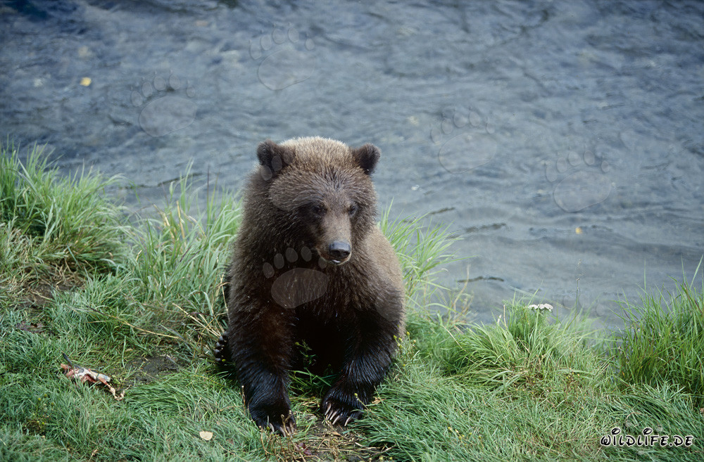 Jungbär spielt am malerischen Brooks River in Alaska