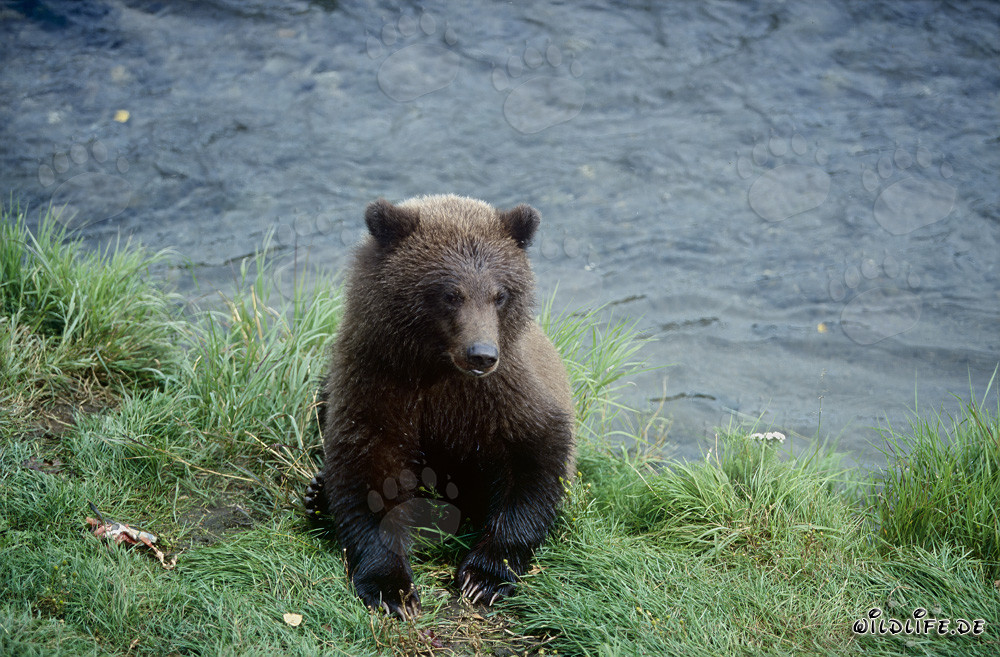Young brown bear playing at the picturesque Brooks River in Alaska