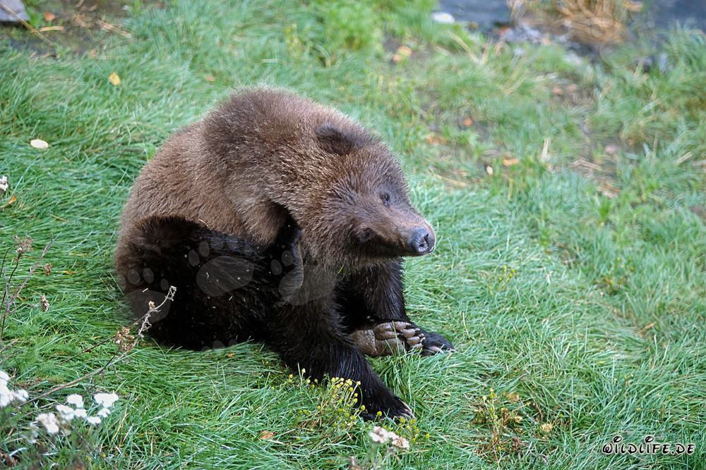 Jungbär wartet geduldig am Brooks River