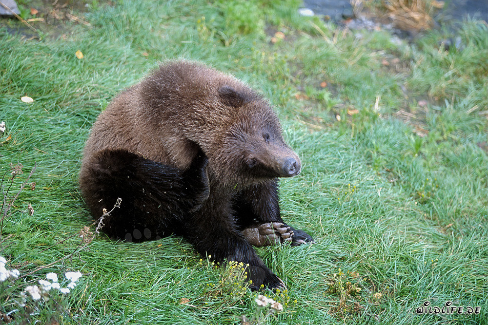 Oso joven espera pacientemente en el río Brooks