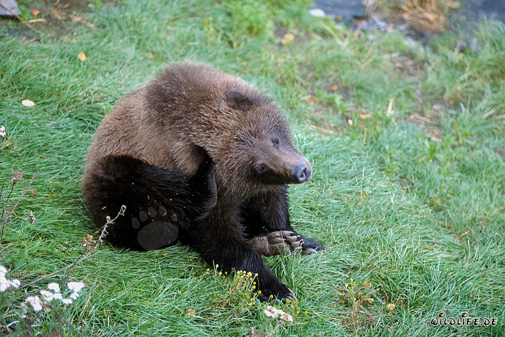 Young bear patiently waits at Brooks River