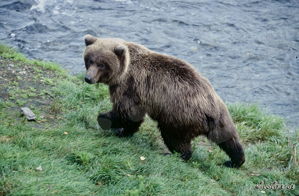 Orsetto gioca sul pittoresco fiume Brooks in Alaska
