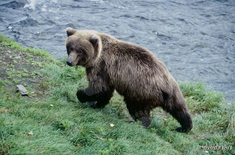 Oso joven juega en el pintoresco río Brooks en Alaska