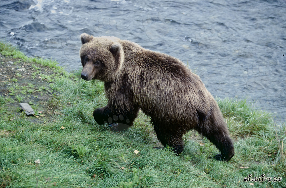 Ourson joue à la pittoresque rivière Brooks en Alaska