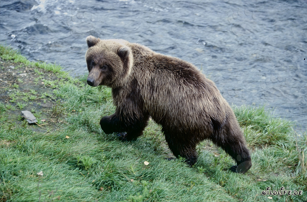 Young bear playing at scenic Brooks River in Alaska