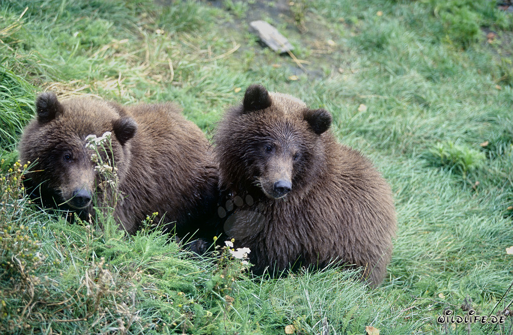 Deux jeunes ours bruns jouent sur la rive de la rivière