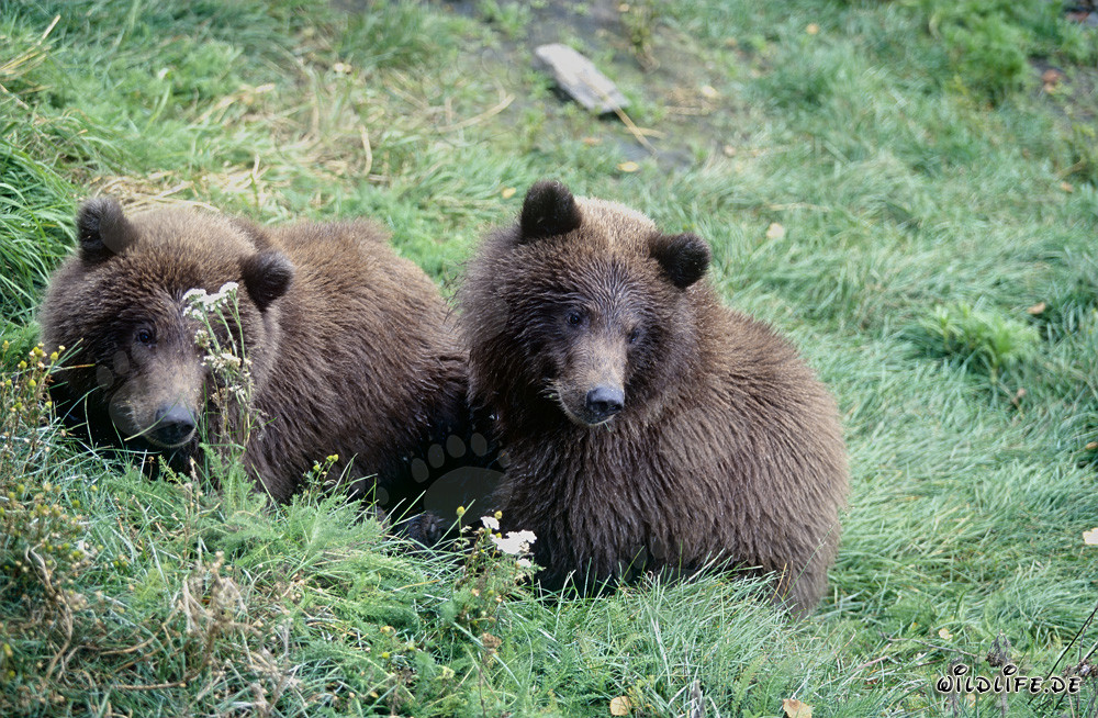 Due giovani orsi bruni giocano sulla riva del fiume