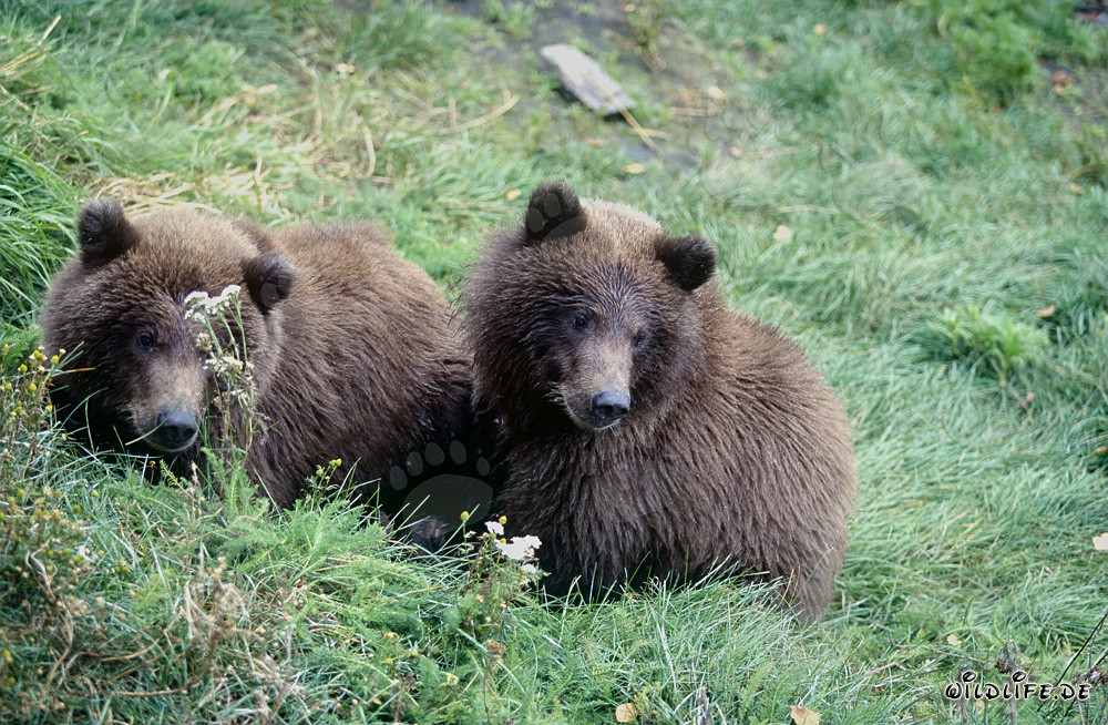 Two young brown bears playing at the riverbank