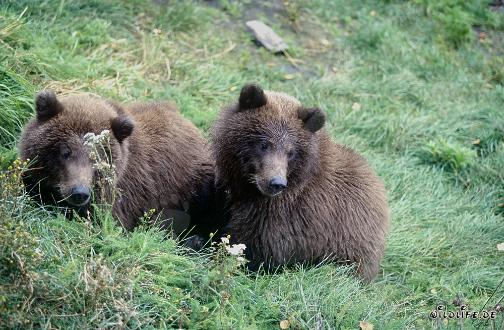 Zwei junge Braunbären spielen am Ufer des Flusses