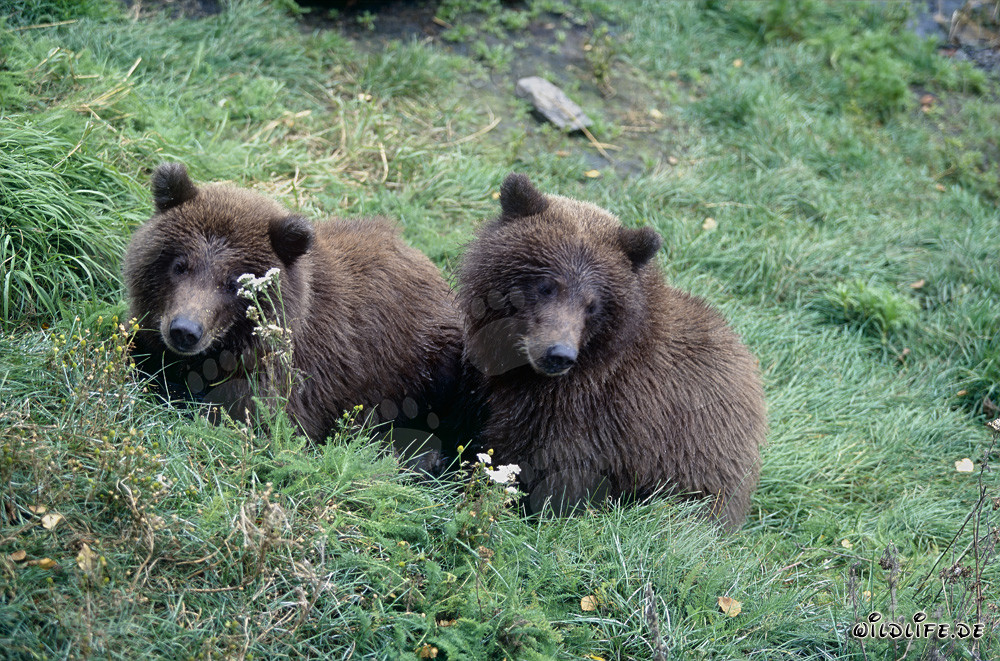 Due giovani orsi bruni sulla riva del fiume - In attesa della mamma orso