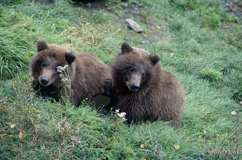 Two Young Brown Bears on the Riverbank - Waiting for Mama Bear