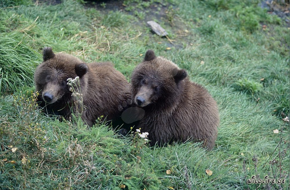 Deux jeunes ours bruns observent au bord de la rivière